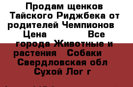 Продам щенков Тайского Риджбека от родителей Чемпионов › Цена ­ 30 000 - Все города Животные и растения » Собаки   . Свердловская обл.,Сухой Лог г.